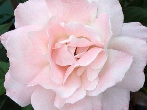 açık pembe