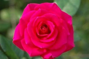 koyu pembe