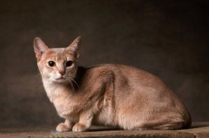 kucuk1113898182abyssinian_8